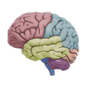 3D Brain Beyin Hakkında Akademik Bilgiler Uygulaması