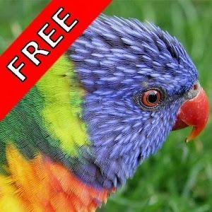 Bird Songs - Hangi Kuş Nasıl Ötüyor Android Uygulaması APK İndir